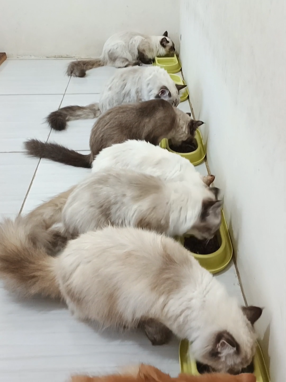 Intinya bersyukur aja. #kucing #kucinglucu #kucingtiktok #kucingmakan #kucingoyen  #makanankucing #botram #bancakan #breakfast #lunch #diner #cat #pet #viral #fyp 