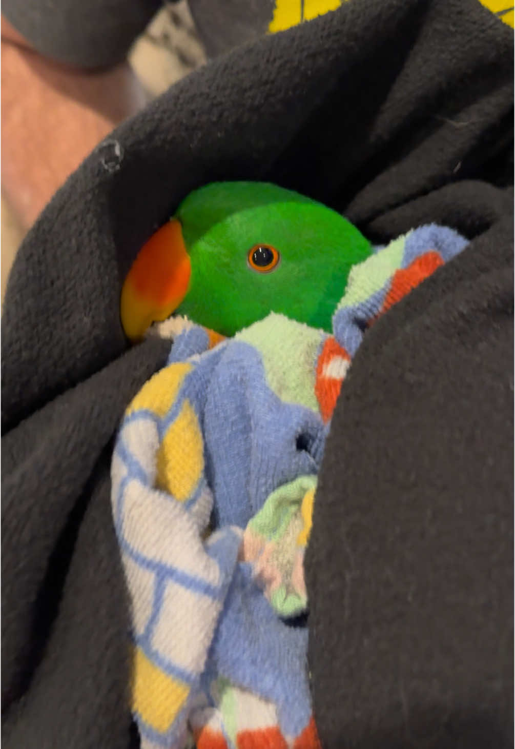 WHAT ARE YOU DOING????  I have to take precautions when cutting toenails on an animal who has a can opener for a face. lol #ecletusparrot #greenchicken #birdsoftiktok #bird #birdscantalk 