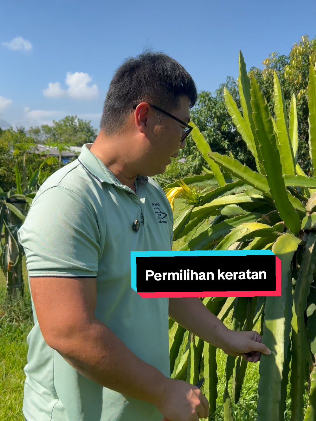 Permilihan keratan buah naga sangat penting kepada pekebun yg berminat utk menanam. Ada 3 tips bg keratan atau pkk naga supaya cepat berbuah. Pertama memilih keratan tua sihat yg berwarna hijau tua. Kedua memilih saliran jantung benih yg tebal, isinya penuhl nutrisi dan imunisasi Ketiga memilih keratan yg pernah berbuah. Ibu keratan makna keratan tunas baru ada ciri2 berbuah bila matang. Harap tips ni dpt membantu korang yg berminat menanam buah Mana satu pilihan abg kakak, boleh komen bg paklong tau😊 Semoga bermanfaat #benihpokok #pokoknaga #tipstanaman #semogabermanfaat #petanibangga 