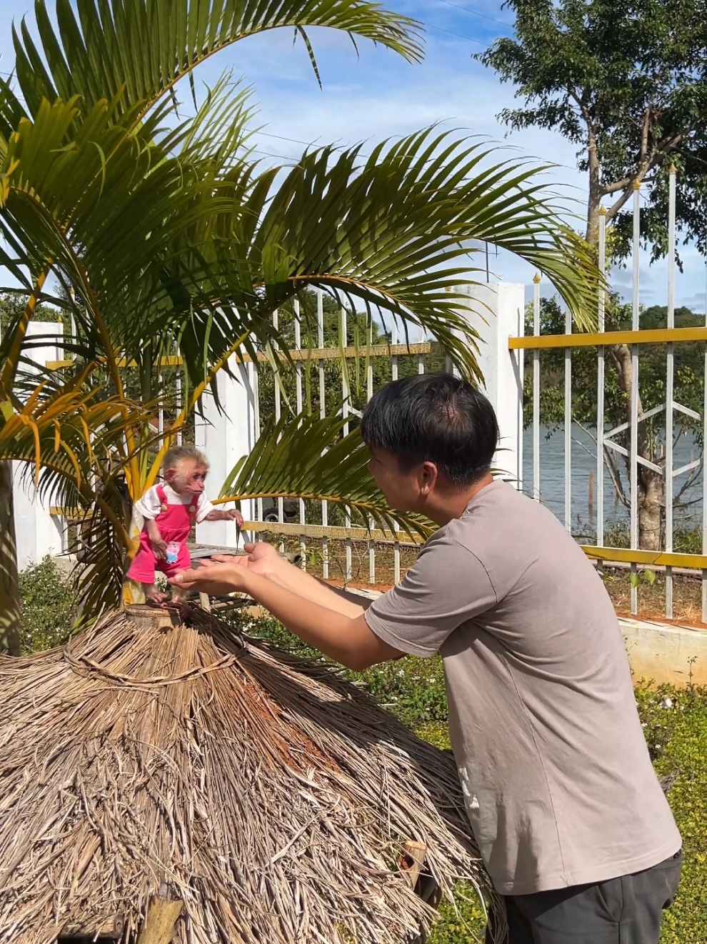 Baby monkey Moon and her father talking to each other. #monkey #babymonkey #monkeydluffy #monkeysoftiktok #cutebaby 