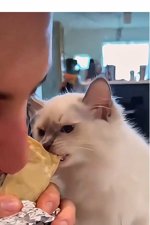 TThe cat is hungry #haha #pet #cute #cat #funnyvideos #funnycat 