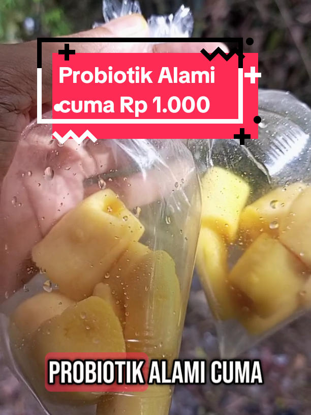 Tape Singkong Probiotik Alami cuma 1.000 per bungkus #alami #tanaman #singkong #tape