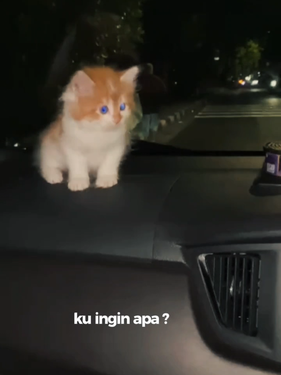 Aku suka banget jalan-jalan kalian suka juga gak guys?  #capcut #catlover #mochicat #kucinglucu #fyp # #trending #CapCut 