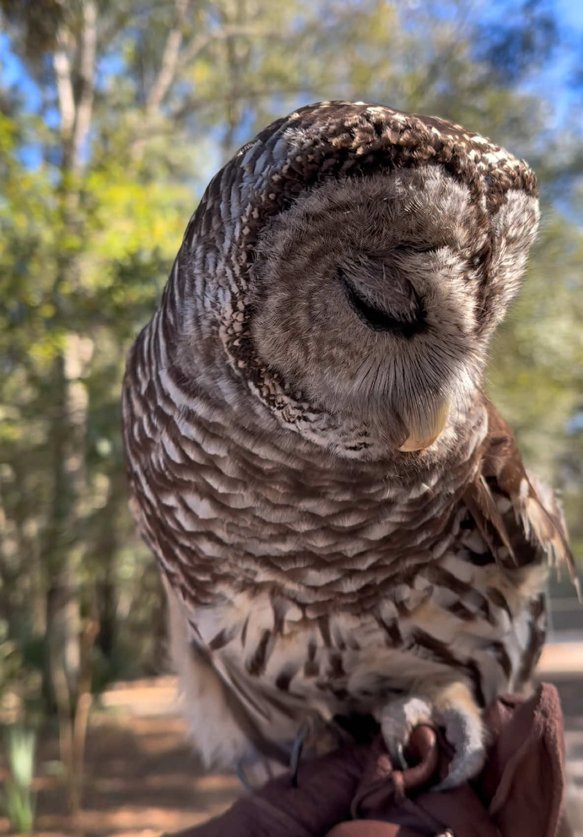 Owl adaptations with Caloosa, our nonreleasable barred owl!! She was stuck by a car 10 yrs ago and deemed nonreleasable.  Barred owls have highly acute hearing, which is crucial for locating prey in dense forests, even in complete darkness. Their ears are asymmetrically placed on their skulls—one ear is higher than the other. This asymmetry allows them to pinpoint the exact location of sounds in both the vertical and horizontal planes. The right ear is typically higher and angled upwards, while the left ear is lower and angled downwards, enabling them to detect sounds from different directions and elevations with remarkable precision. Their flight feathers are specialized with serrated edges that break up the turbulence caused by wing flapping, reducing noise. Additionally, the velvety texture of the feathers helps to muffle sound, allowing them to glide silently towards their prey. This silent flight capability not only aids in sneaking up on prey but also ensures that the owl can hear even the faintest sounds during flight, further enhancing its hunting efficiency. ~~If you would like to donate to the care of the sanctuary animals, we greatly appreciate any support!! You can make a tax deductible donations directly through our website bellowingacres.org   @bellowingacres  #owl #animaleducation  #barredowl #Rescue #AnimalRescue #AnimalSanctuary #ExoticAnimals #Animals #Animals #Mammal #CuteAnimals #educational #coati #coatimundi  #cavy #patagoniancavy #emu #pig #VietnamesePotbellyPig #RescuePig  #emu     #Gator #Alligator #crocodile #nilecroc #nilecrocodile         