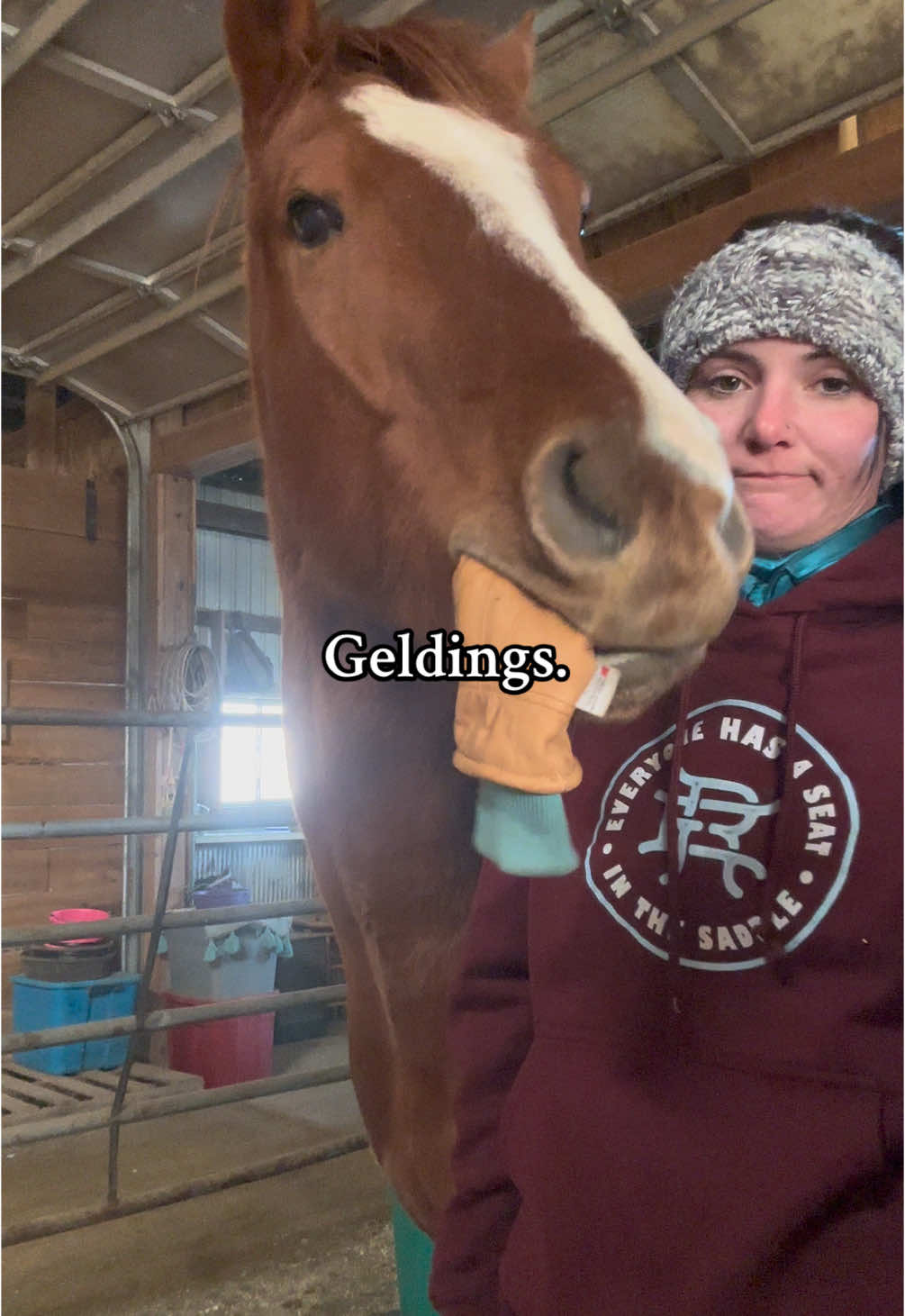 Owning geldings is something else… #horsesoftiktok #geldingsoftiktok #geldingsvsmares #westernlifestyle #horsehumor #cowgirlsoftiktok⚡️ #horsetok 