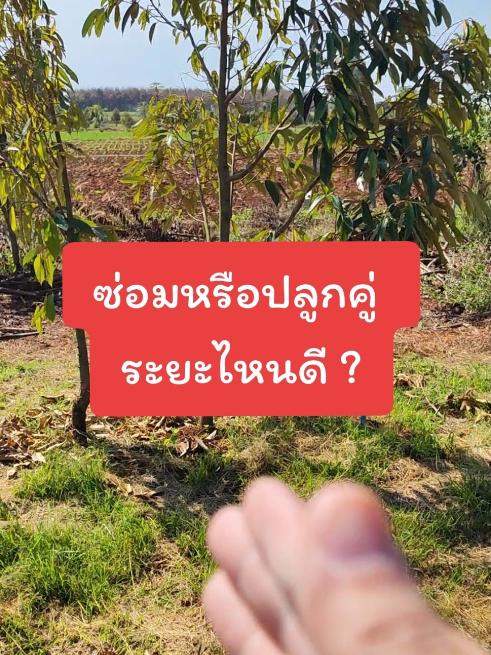 ซ่อม หรือ ปลูกคู่ ระยะ ไหนดี ? #เกษตร888 #ปลูกทุเรียน #ทุเรียนต้นคู่ #ซ่อมทุเรียน #ระยะปลูกทุเรียน #TikTokUni 