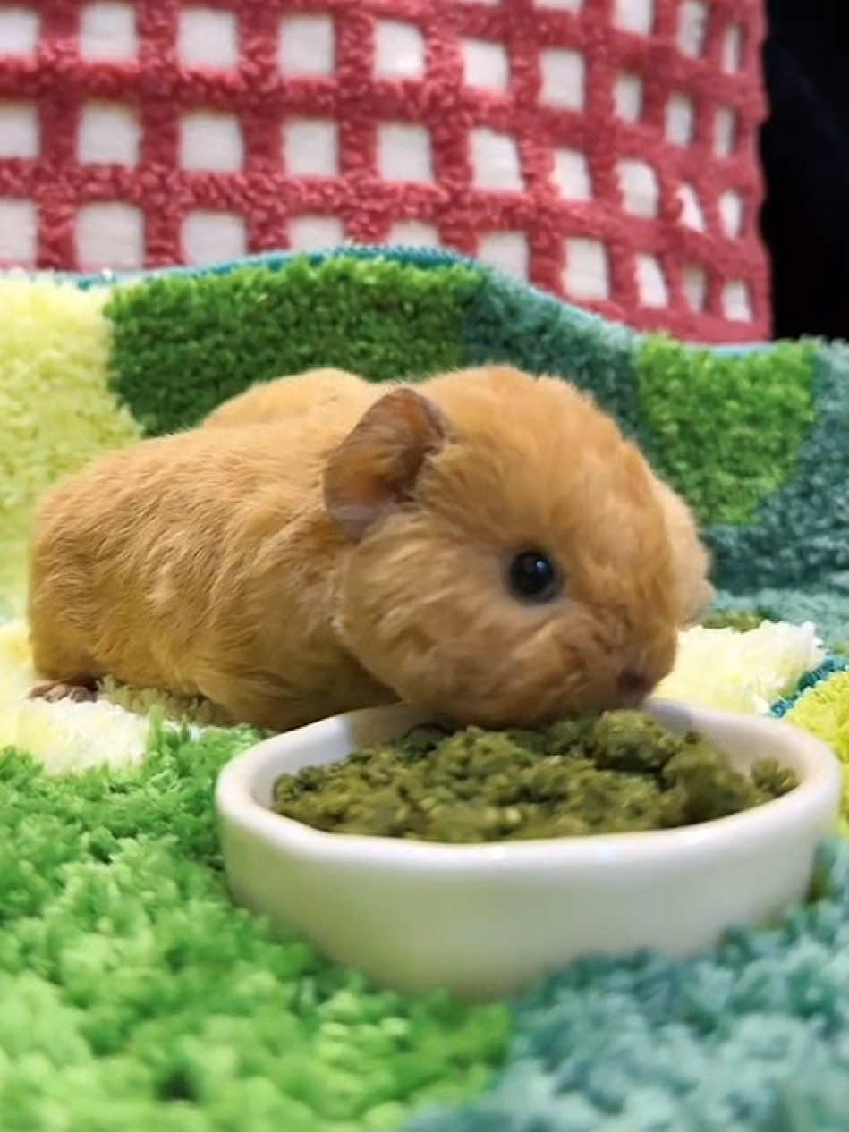 Gosh it should be my baby 😭 #pet #cute #cuteanimals #guinea #guineapigsoftiktok #fyp #explore #viral 