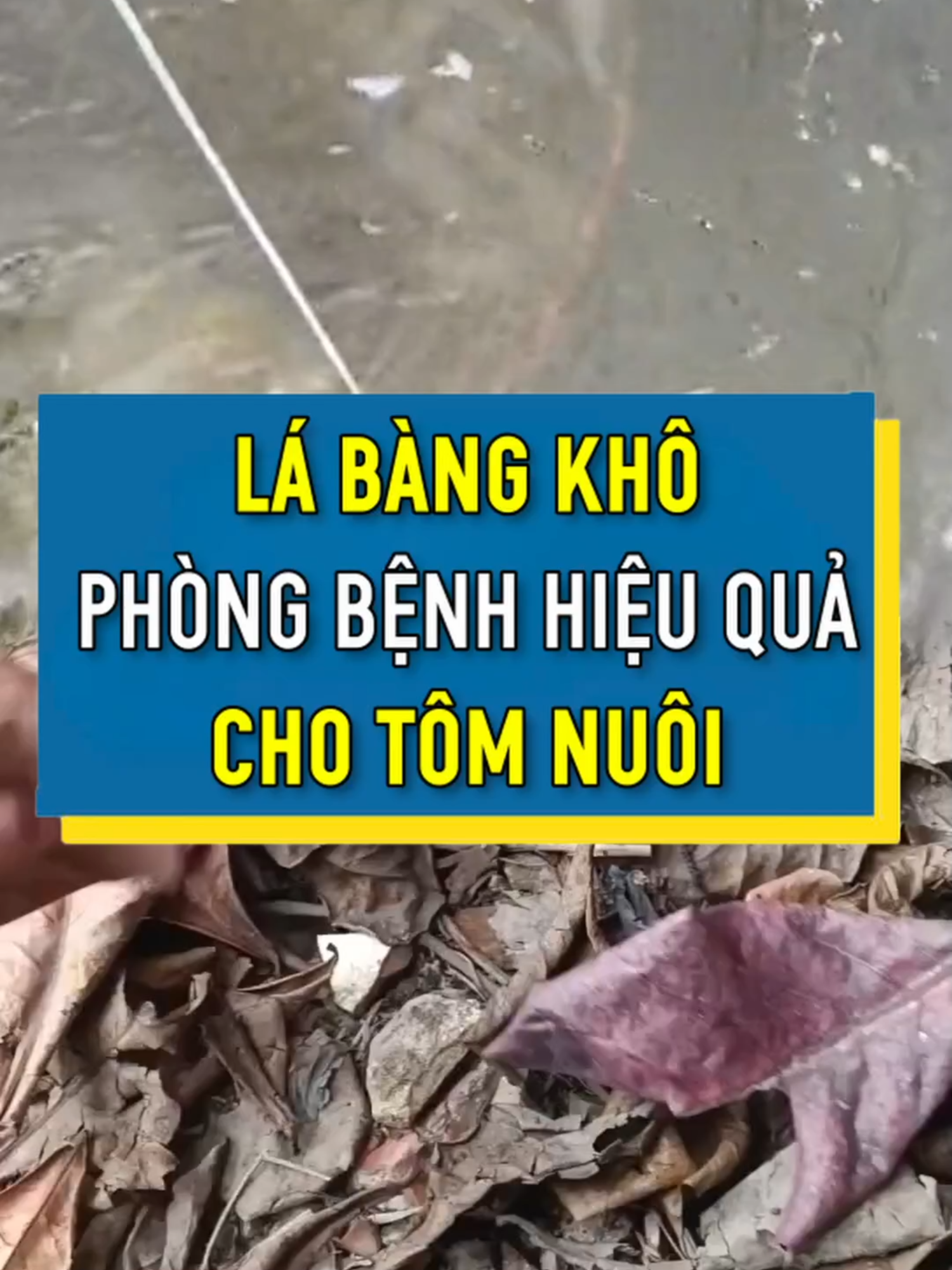 Lá bàng khô phòng bệnh hiệu quả cho tôm nuôi. Kính mời bà con xem hết video nhé. #giatom #nuoitomcongnghecao #nuoitomdungcach #tintuc #xuhuongtiktok2024 #vftgroup #tomthe #tintucthuysan #xuhuong #tomsu #thuysan #yfp #thinhhanh #giatomhomnay #xuhuong2024 #viral #nuoitomthe #nuoitom #ypf #thaoduoc #labangkho #labang