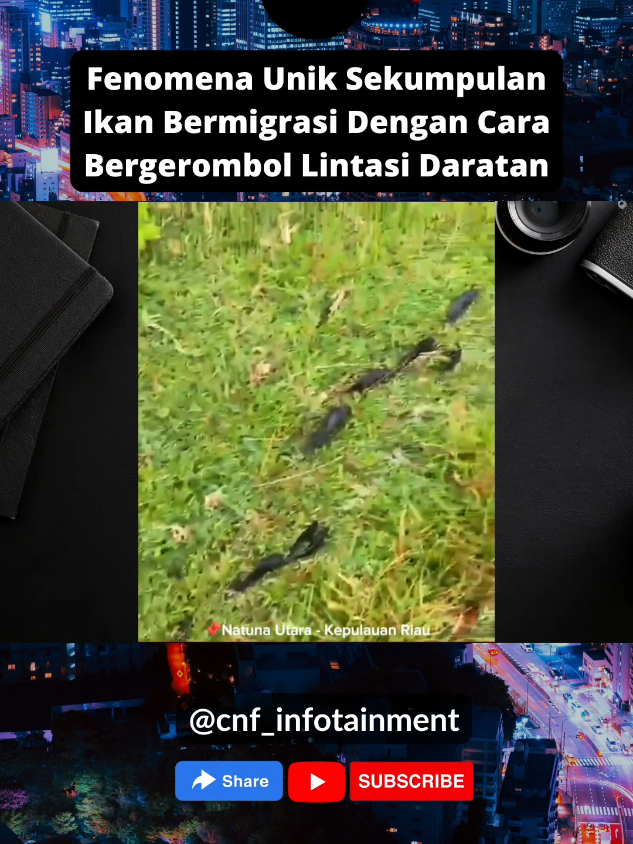 Kalau di tempat kalian, apa nama ikan ini guyss.. #cnfinfotainment #viral #trending 