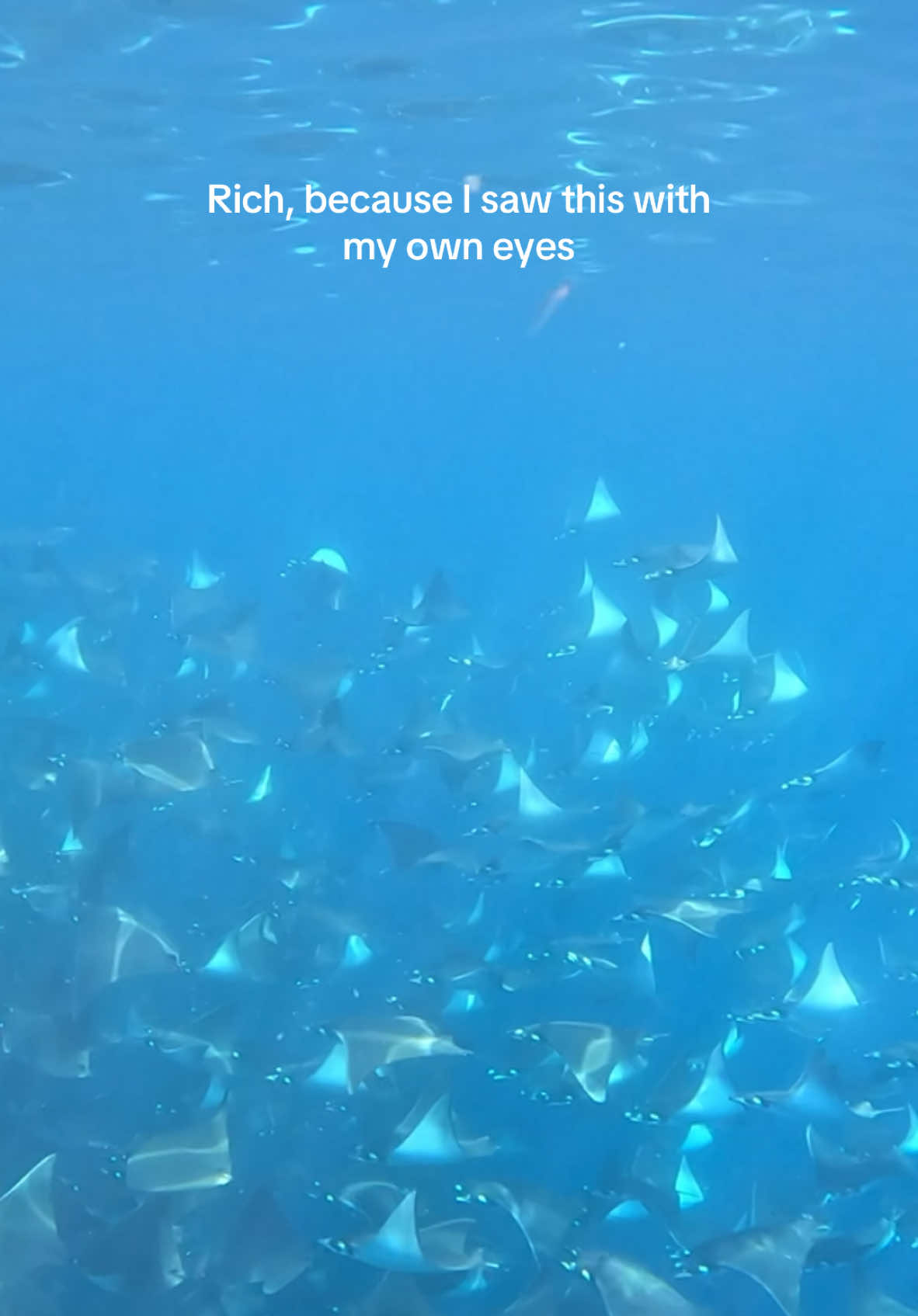 The beauty of these sea pancakes🤭 ugh I love them they are so magnificent ✨ #ocean #oceanlife #scuba #scubadiving #scubatiktok #hawaii #freedive #oceanscary #mobularays #mobula #stingray #mantaray 