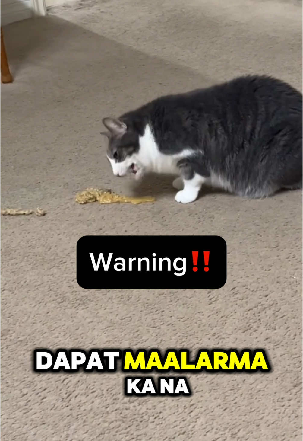 Subukan nyo to para sa mga Cats ninyo🐈💗 #hairballsolutionforcats #hairball #cat #fyp 