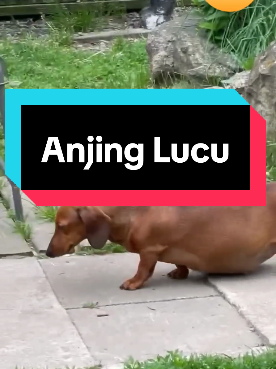 #CapCut #animalsfunnyvideos #animalsvideos #funyy_videos #hewanlucu #dog #dogs #anjing #anjinglucu #animals #funny #lucu #ngakak 