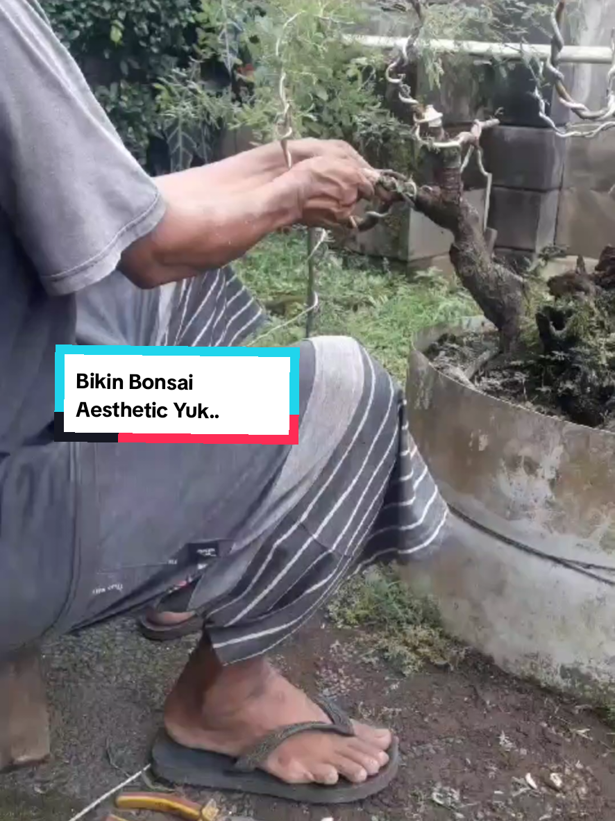 Aneka Bonsai #bonsai #klampis #kimeng #trending #sebarkankuy 