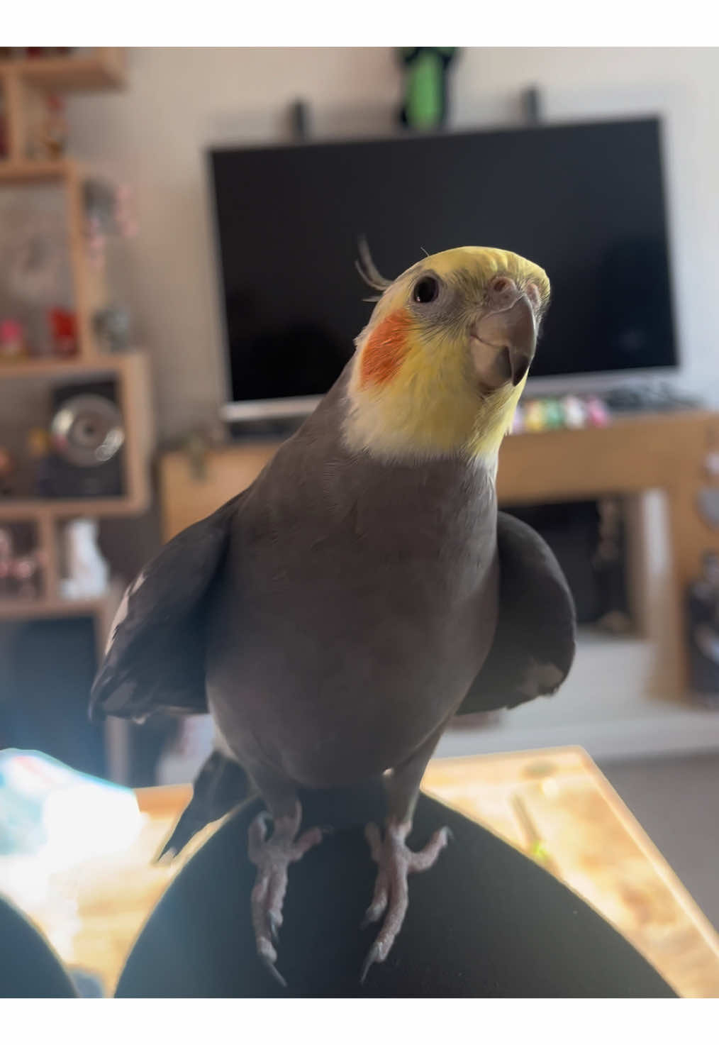 Weeee weeee weeee! 🐦🤪#cookiethebird #cockatiel #parrot #wingsofterror #cockatielsoftiktok #talkingparrot #prettybird #parrotlove #crazyparrot #cookie #petbird #petparrot #funnyparrot #weee #попугай #корелла #кореллапопугай #попугайкорелла #говорящийпопугай #смешнойпопугай 
