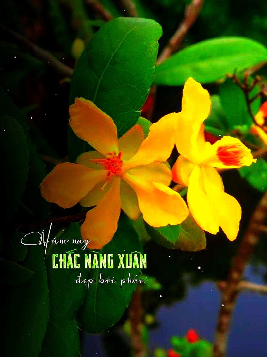 TRONG THẾ GIAN ĐANG VUI MỪNG ĐÓN XUÂN  #nhachaymoingay #typ #nhacxuan #nhactet #newyear2025 #xyzbca #nhacnaychillphet #canhdep_65 #xhtiktok #xuhuong #canhdep #CapCut 