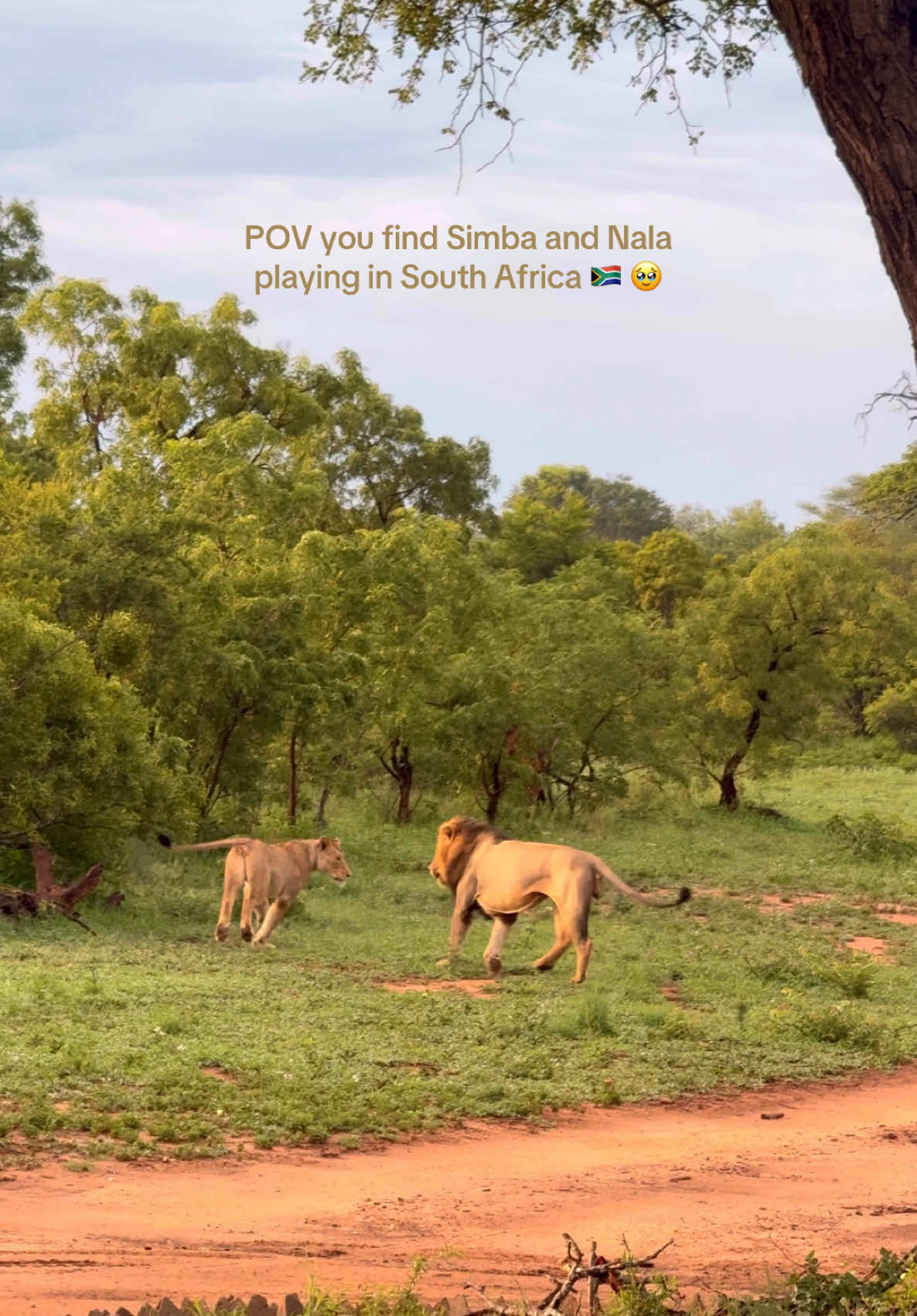 A real Lion King moment 🦁 📍Monwana Lodge, South Africa 🇿🇦 @MORE Family Collection  #thelionking #simbaandnala #simba #lion #safari