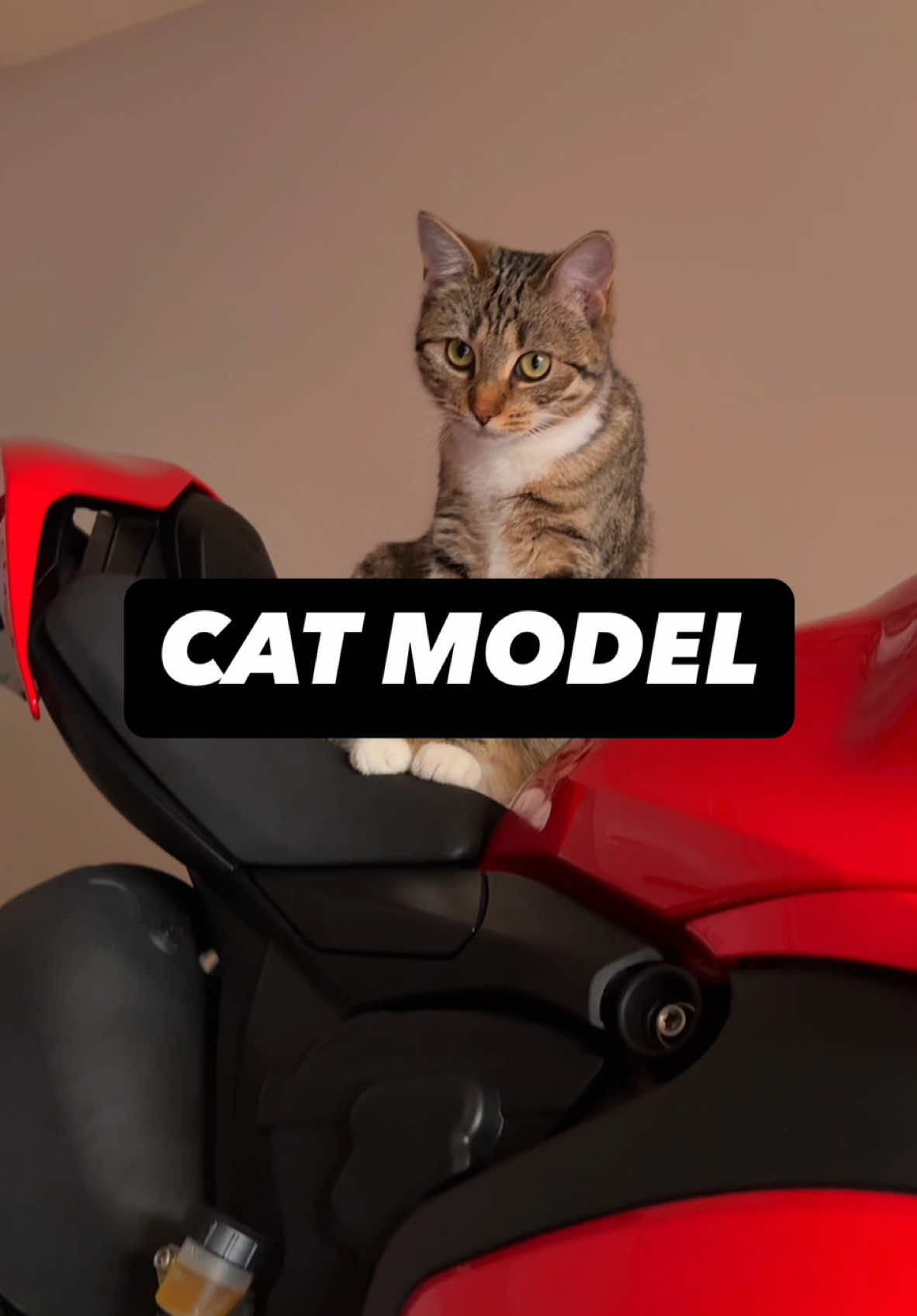 Osha, the furriest motorcyle model! 😸  #motorcycle #bike #bikestagram #biketok #ducati #panigale #catsoftiktok #cats 