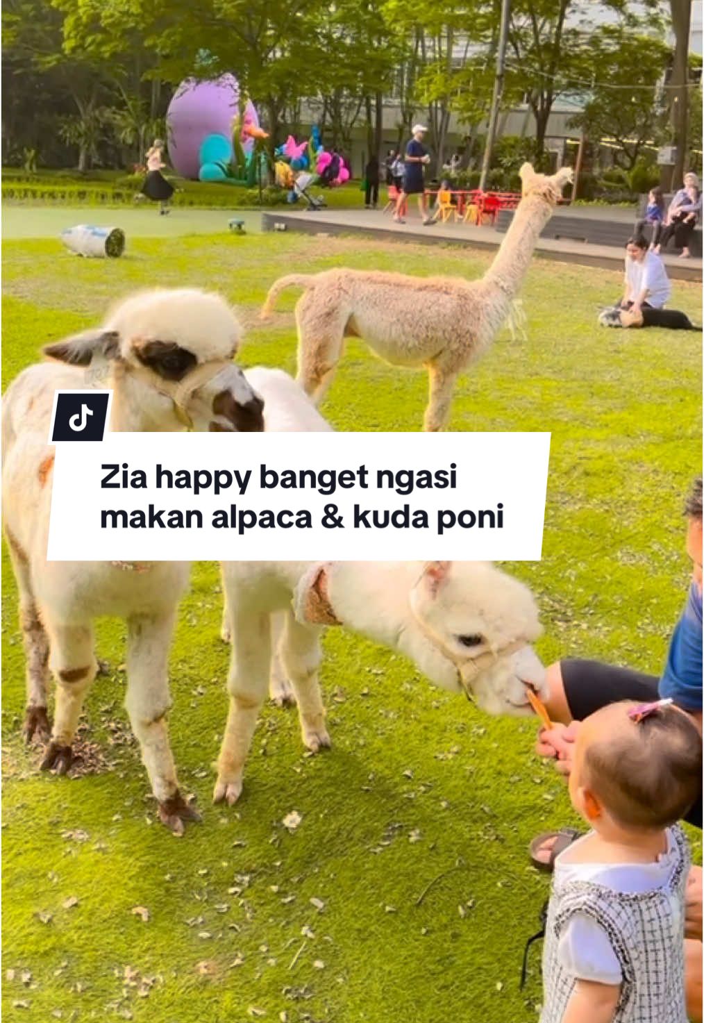 Zia happy banget ngasih makan alpaca & kuda poni 🫶🏻 #masyaallahtabarakkallah #fyp #scientiasquarepark #anaklucu #alpaca #kudaponi 
