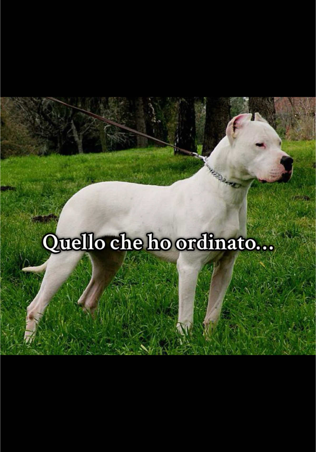 ⚠️Attenti al cane⚠️#dogoargentino #nala 