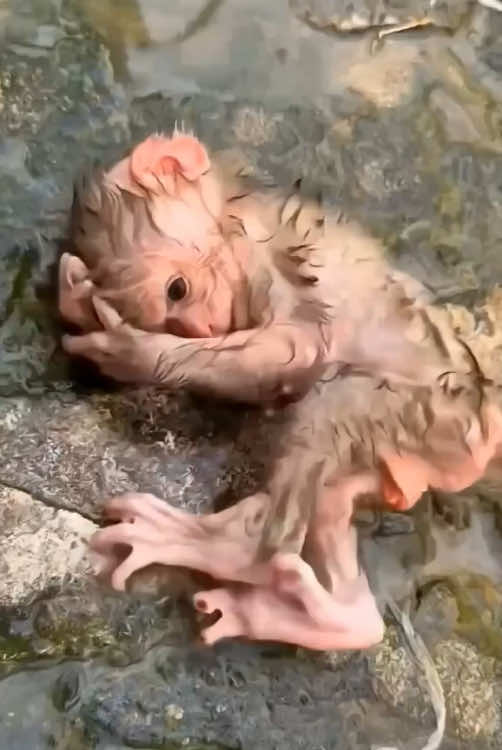 Rescue a wandering monkey #animals #foryou #tiktok #monkey #Love 