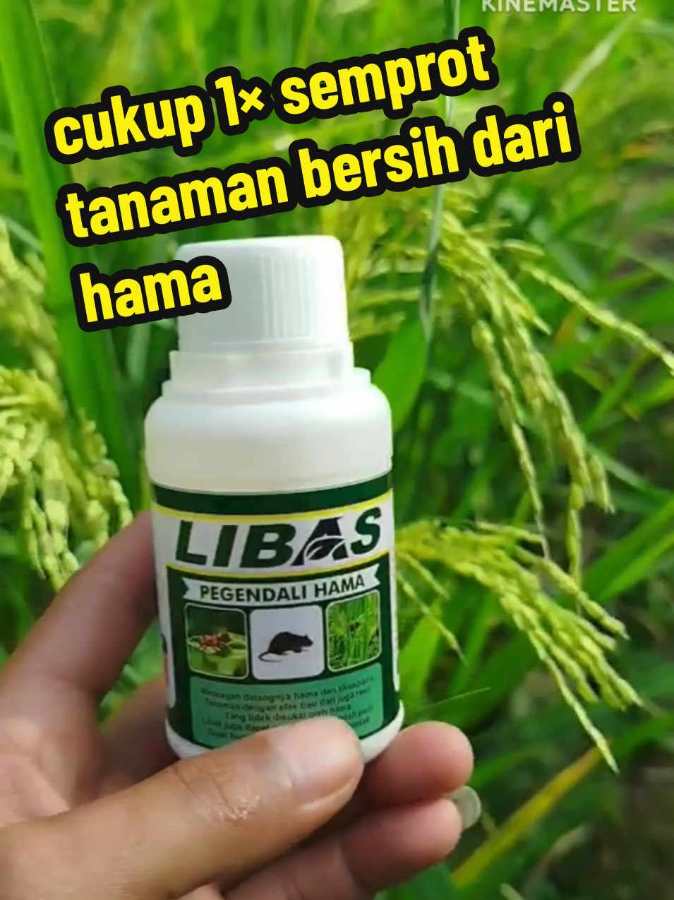 jutaan hama langsung berjatuhan 1× semprot#libas #pengendalihama #pupuk 