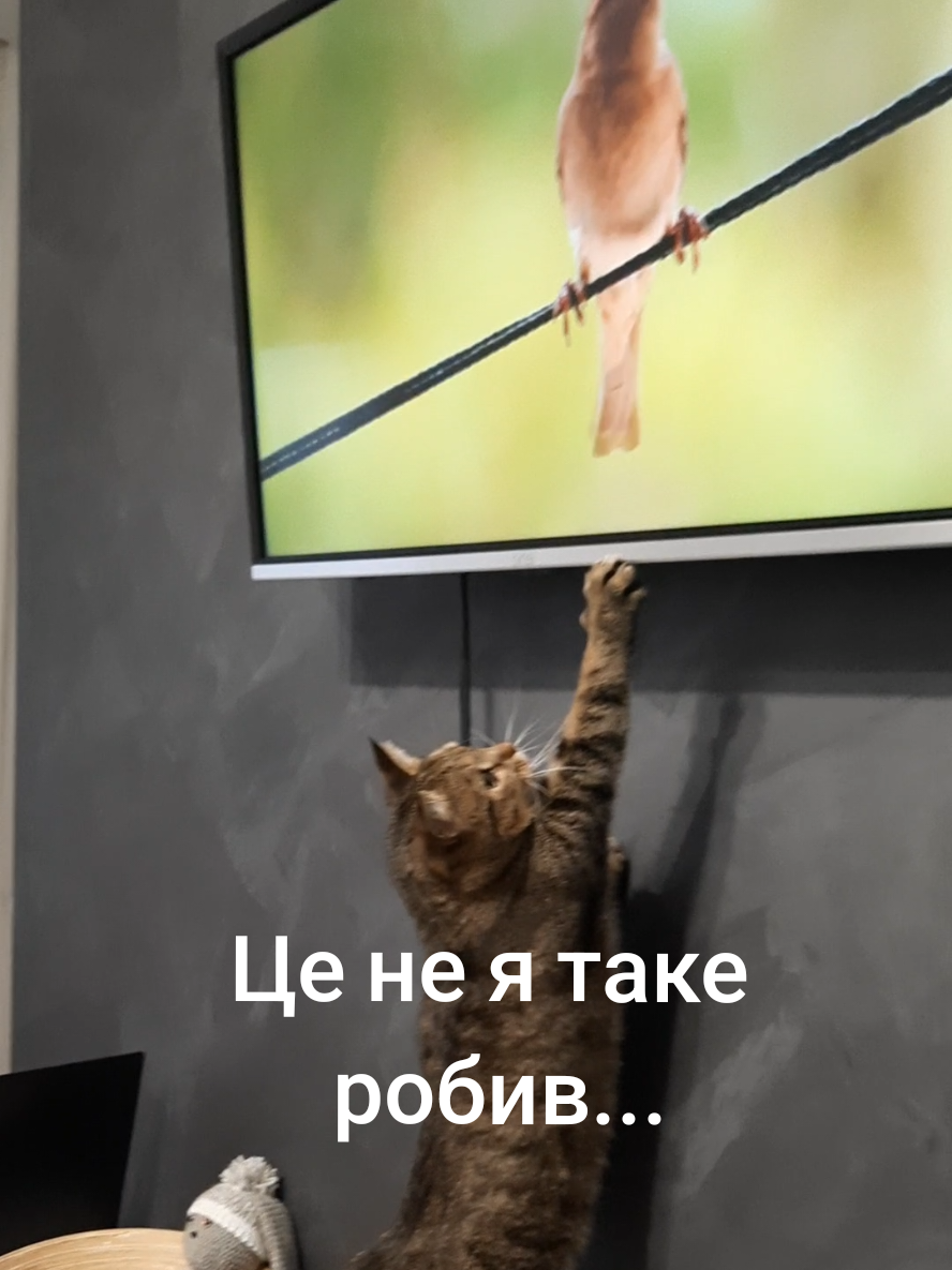 Мамуся,я обескуражен...