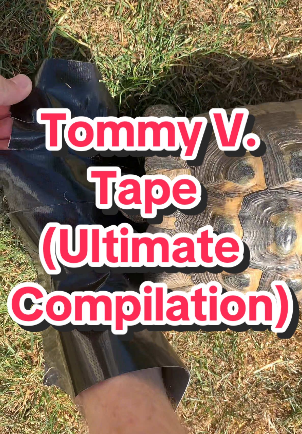 Tommy V. Tape (Ultimate Compilation)  #funny #animal #pet #tortoise #tortuga #tartaruga #tortue #viral #tape #shoes #black #white #funnypets #divertido #engraçado #drole  **TOMMY WAS NOT HURT IN THIS**