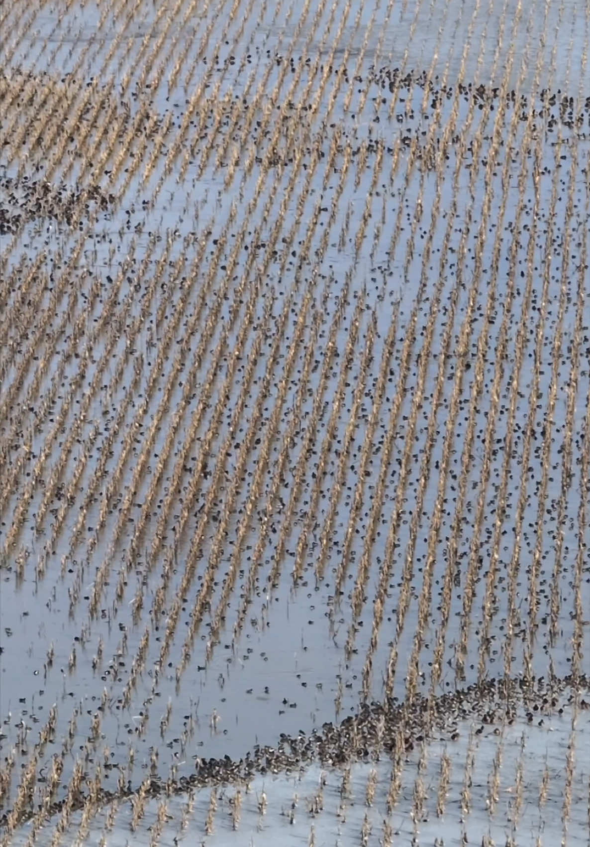 Ducks have been working hard to keep water open during the freeze. Hopefully by providing them with food, water and safety when they’re most vulnerable, we can expedite the imprinting process on this farm.  #cacheriverfarms #ducks #freeze 