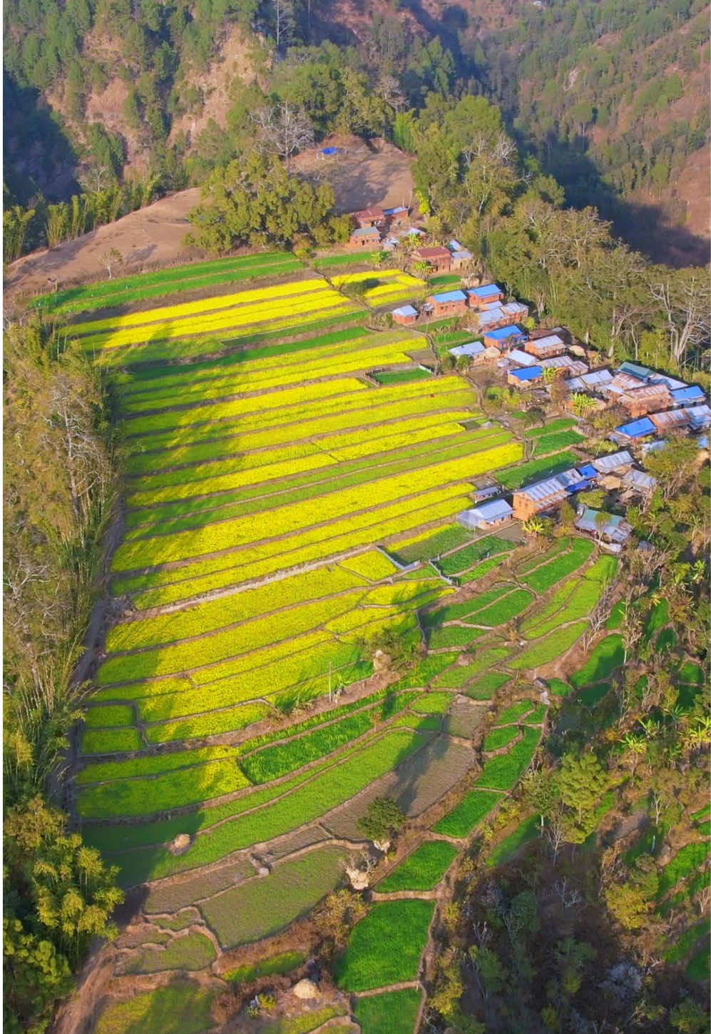 साँच्चै प्यारा छन्, हाम्रा यी गाऊँ बस्तीहरू।📍देवीटार, ओखलढुङ्गा ❤️ #Okhaldhunga #foryou #viral #goviral #fyp #okhaldhunga #okhaldhunga_muser #trendingvideo #gocooldhungel #meropyarookhaldhunga❤️💛   