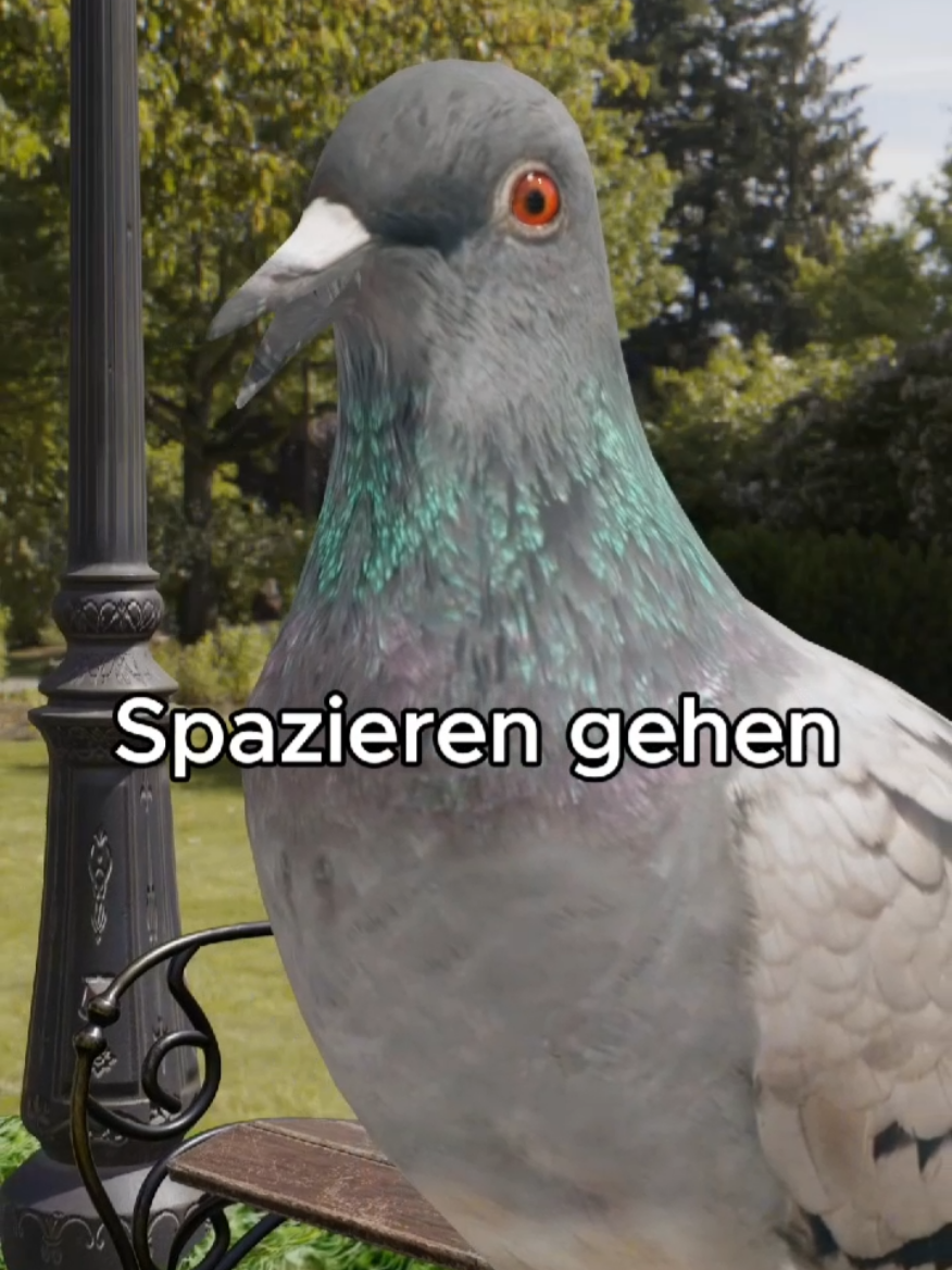 Taube geht spazieren #fyp #deutschememes #taube #pinguin #germanrot