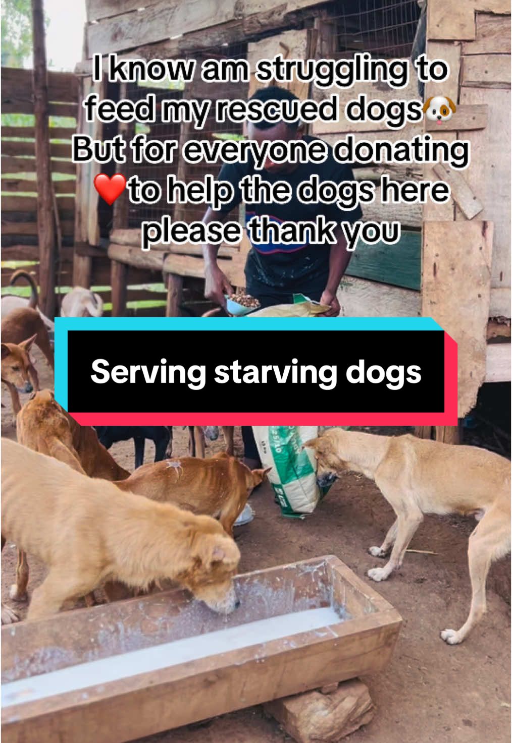 It's hard for me to keep up with  feeding of the pups 🐶 here. But I choose to continue helping in the best way I can. Every rescued dog here has a sad story of their past life as a stray dog. And that is in the past now. All we need to do is the help these dogs. I will appreciate all the help and support I can get to feed my dogs. #dog #dogsoftiktok #dogs #fyp #for 