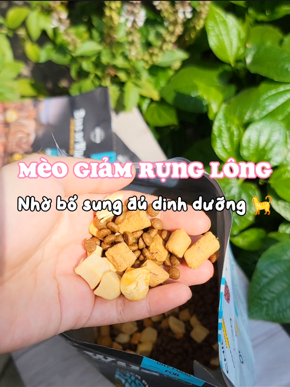 Cá hồi tươi thì chê, mà cá hồi sấy thì quất láng dĩa 🙄 #meow #meohoang #thucanchomeo #thitsaychomeo #hatchomeo #hatbiteofwild #hatmixtopping #biteofwild #petour #catfood 