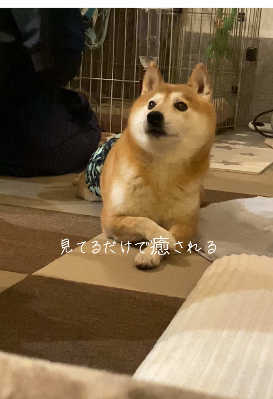 オエオエしながら手食べるのやめて？#柴犬 #保護犬 #愛犬 