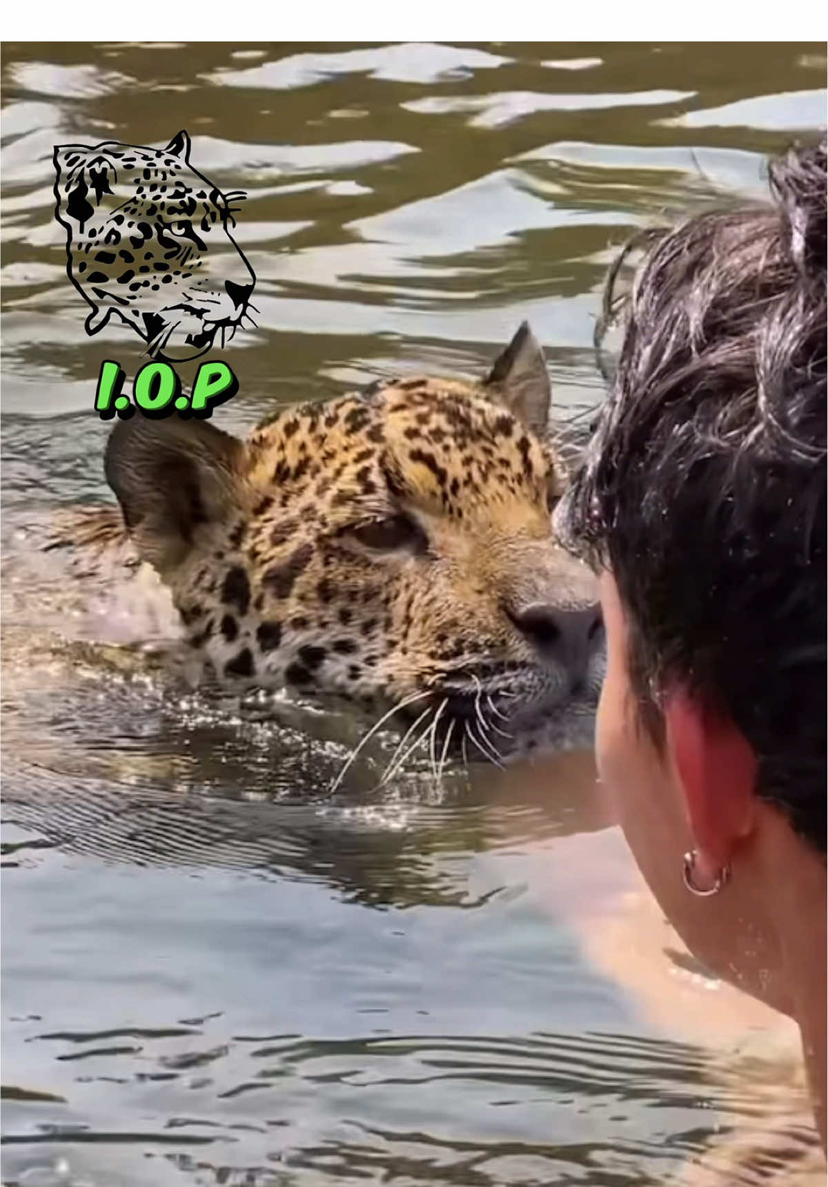 BRINCANDO DE MERGULHAR COM A ODARA 🤪💦🤣😍☀️❤️#oncapintada #familiaanimal🐆 #institutooncapintada #edit #IOP🐆 #odara #lago 