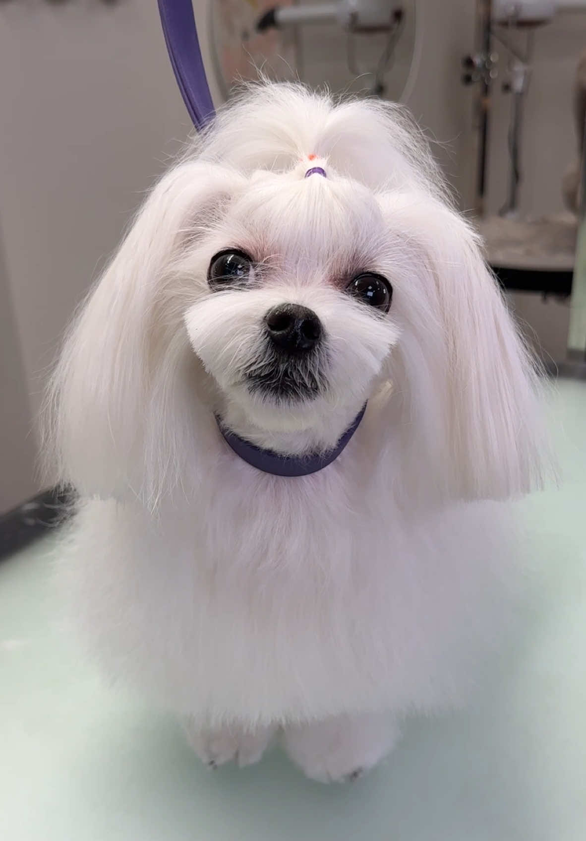 🐶✂️ #dogsoftiktok #doggrooming #dogtok #furryfriends #dog #fyp 