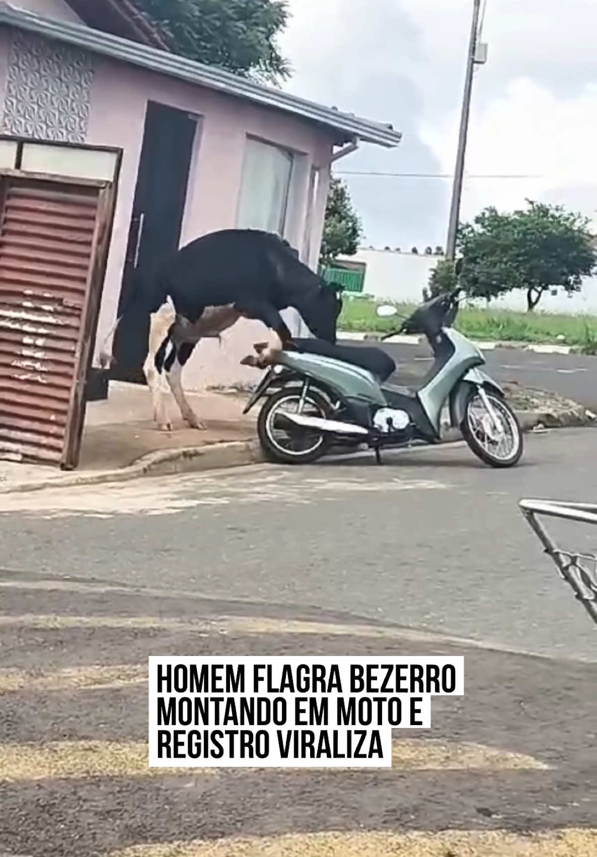 🐂 Um jovem flagrou o momento em que um #bezerro grande monta em uma #moto. A cena inusitada chamou a antenção de todos. No vídeo compartilhado nas redes sociais, o animal sobe na moto com a maior habilidade, equilibrando-se no veículo, como se fosse algo completamente normal. O registro rapidamente se espalhou nas redes sociais, arrancando risadas dos internautas. #TikTokNotícias 📹 @markos_amorim (tk) | @myhoodbr