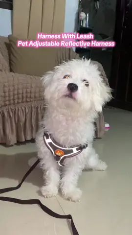 Thankyouuuu for the free sample @PETWELLshop 😍 #yukithemaltipomph #fyp #dogoftiktok #harness #dogharness #reflectiveharness #reflectiveharnessvest #harnesswithleash #maltipoosoftiktok #maltesedog #puppytiktok #freesample #freesamplesapproved 
