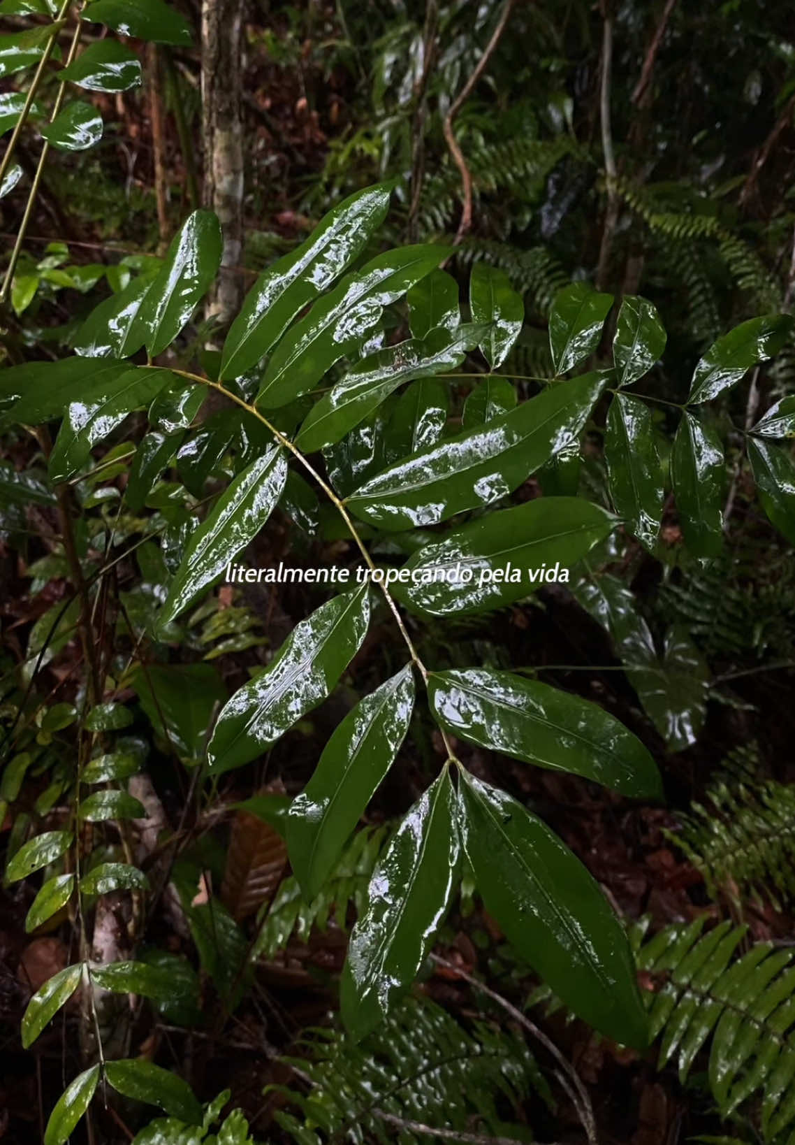 literalmente tropeçando pela vida #twilight #crepusculo #vampire #rainyday #rainy #aesthetic #chuva #forest #darkromance #cullen #pensamentos 