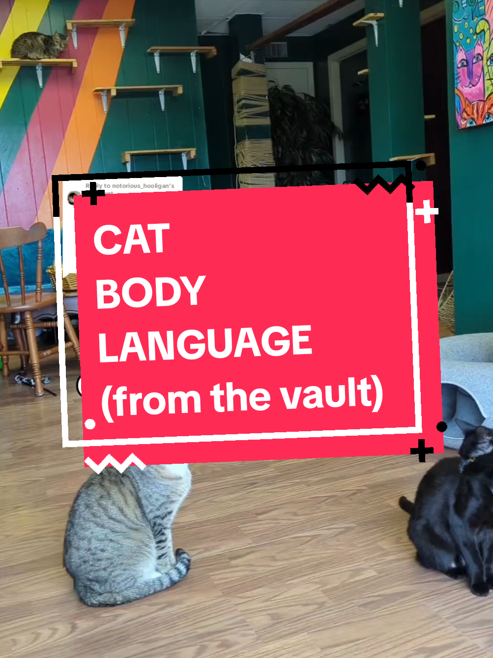 things are crazy in my world right now so enjoy this classic from the backlog featuring my now defunct business and unbirthed skin kitten: how to read cat body language #cats #cattok #catbodylanguage 