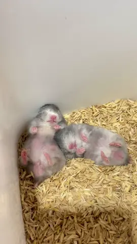KEDUT KEDUT VERSI HAMSTER 😎 #hamsters  #xyzbca #fyp 