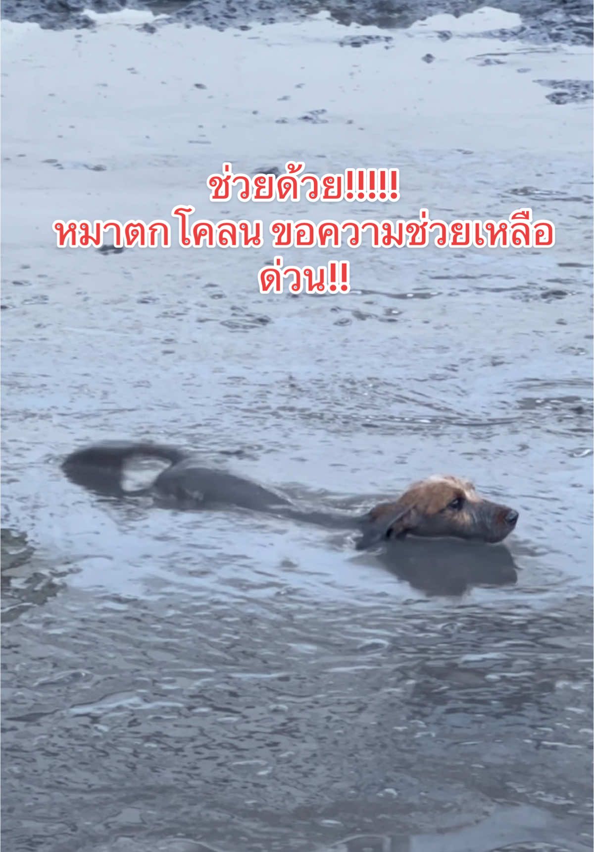 หมาตกโคลน!! ขอความเชื่อเหลือด่วน #dogsdreambkk 🐕พื้นที่วิ่งเล่นกว้างขวางกว่า 5,000 ตารางเมตร วิ่งเล่นได้เต็มที่ ปลอดภัย ไร้กังวล 💦 สระว่ายน้ำ และ 🖤บ่อโคลนสำหรับน้องหมา 🏨 Hotel & Daycare รับฝากสุนัข 🛁 grooming & spa สำหรับน้องหมา และน้องแมว ☕️🍺คาเฟ่ & บาร์สำหรับเจ้าของ Pet friendly 100% 💃 พบปะเพื่อนใหม่ 🧑‍🏫 ฝึกวินัย ฝึกสุนัข ปรับพฤติกรรม  จองคิวและสอบถามข้อมูลเพิ่มเติม 📞: 0614129257 Line : @dogsdream.bkk Line : https://lin.ee/8YrhLzv IG : dogsdream.bkk Facebook: Dog’s Dream Maps : https://maps.app.goo.gl/kUCWKHQH4Nz3xuib7 Dog’s Dream - Loved like our own, cared for like family #รับ#รับฝากสุนัขบ#รับฝากแมวน#สวนสุนัขง#โรงแรมสัตว์เลี้ยงet#petfriendlyg#dogparkองแอร์หมาเข้าได้ #ดัชชุน #dachshund 