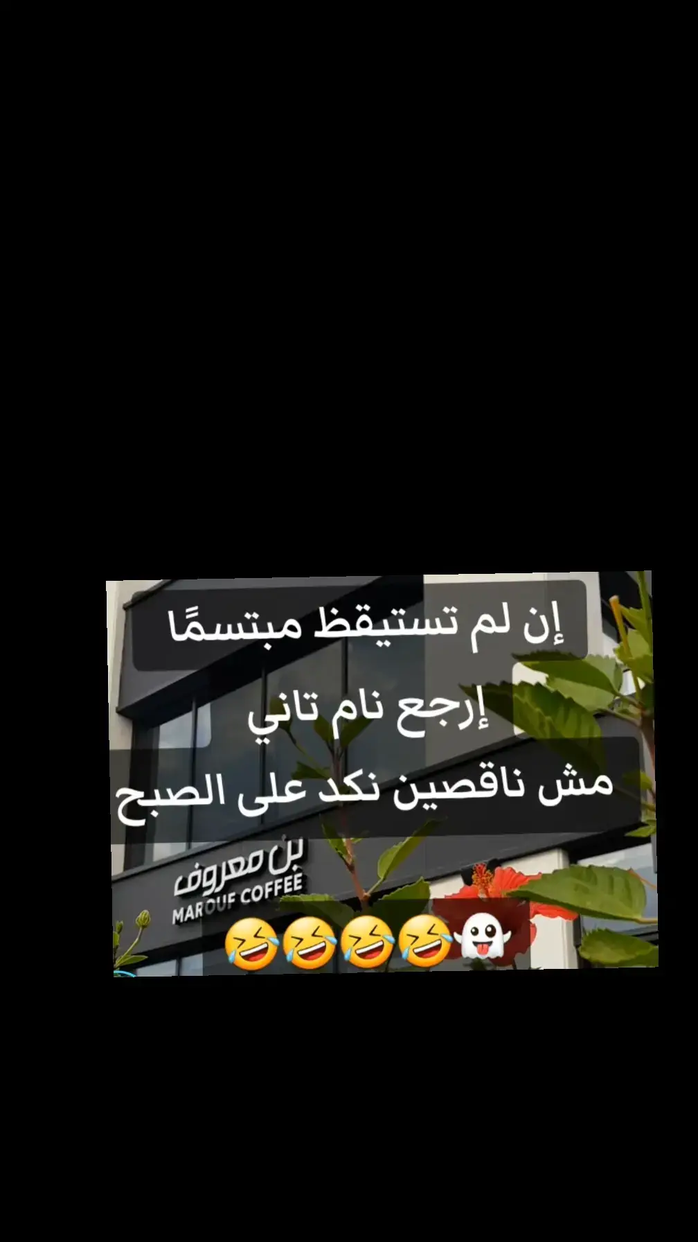 #فيفي 