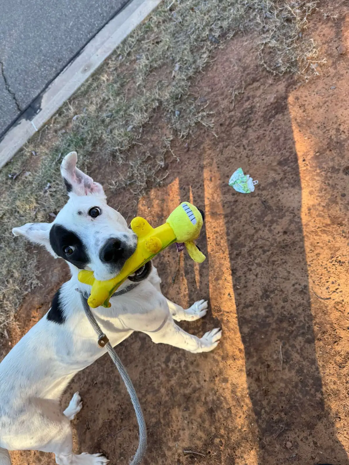 Hi I am new at the shelter and my name is Troye. I am working on my leash manners and I am doing much better. I really like my banana so I carry it around when I walk.  Photo Descriptions: A white and black Doggie walking on a slip leash and carrying a yellow banana in its mouth at the same time. 