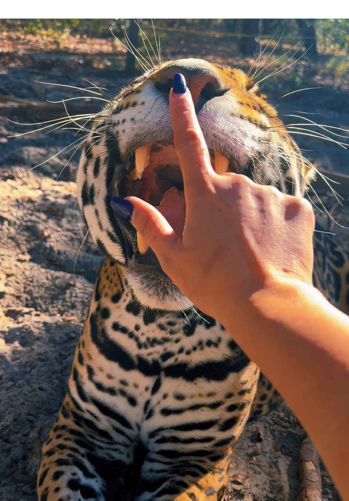 Stinky face Boop! 😝 #NOTpets #jaguar #jag #tank #teamtank #bigcat #bigcats #cat #cats #animal #animals #Love #boop #boops #boopboopboop #boopthesnoot #fl #florida #fyp 