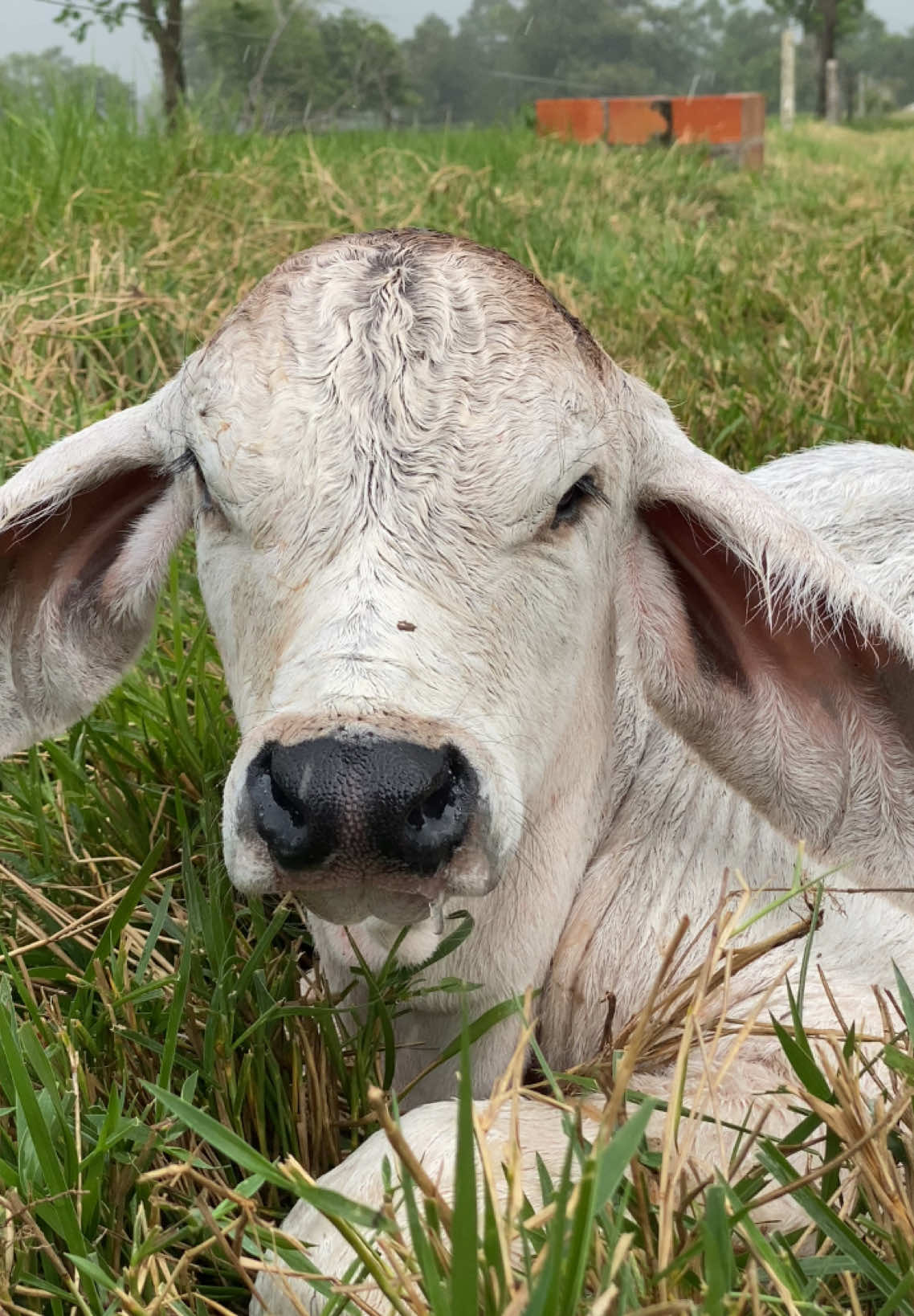 #brahman #ganaderia #arauca #llanosorientales #agricultor #campo 