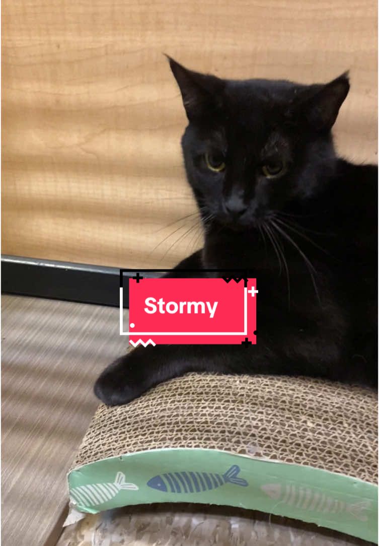 #blackcat #cat #rescuecat #fostercat #meow #catlover #catlovers #thisisstormy #catchoosingviolence 