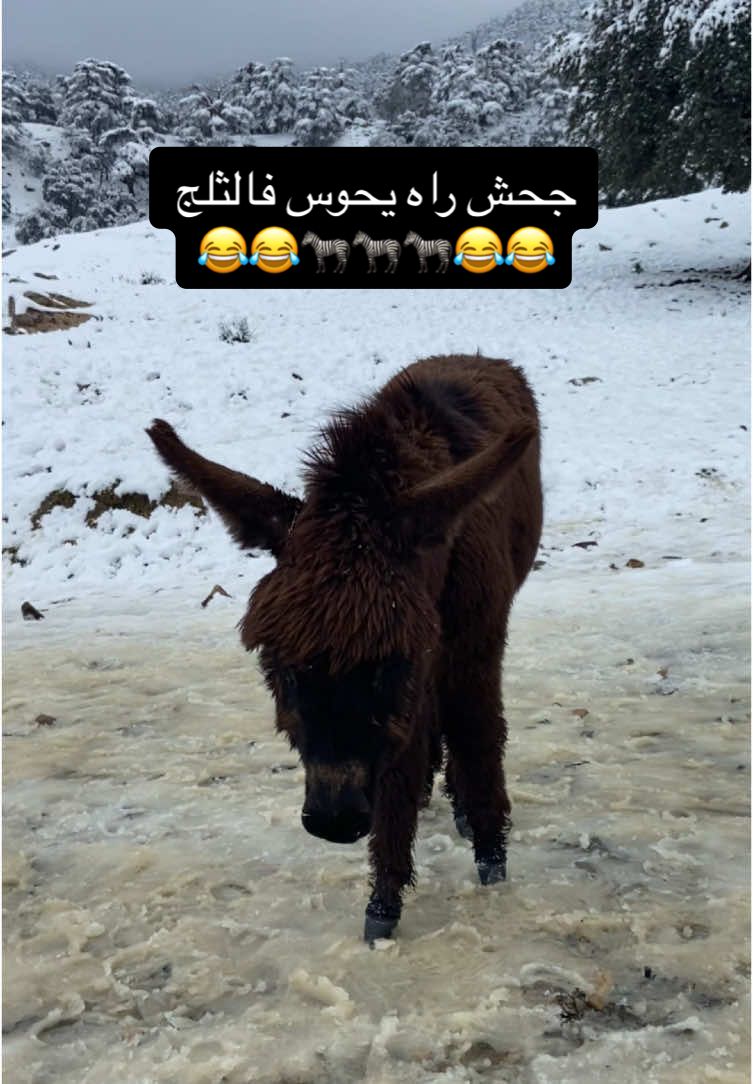 جحش راه يحوس فالثلج ونتوما مريحيين فدار 🤣🤣🤣🤣🤣🤣