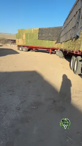Pacas de alfalfa  #alfalfa #trailerdealfalfa #agricultura #agro #mexico #agropv #fyp #viral 