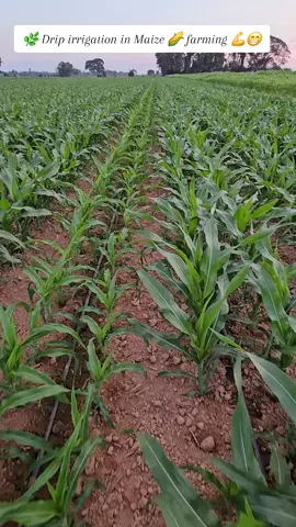 #2025 #FarmLand #fypシ #RealEstateKenya 