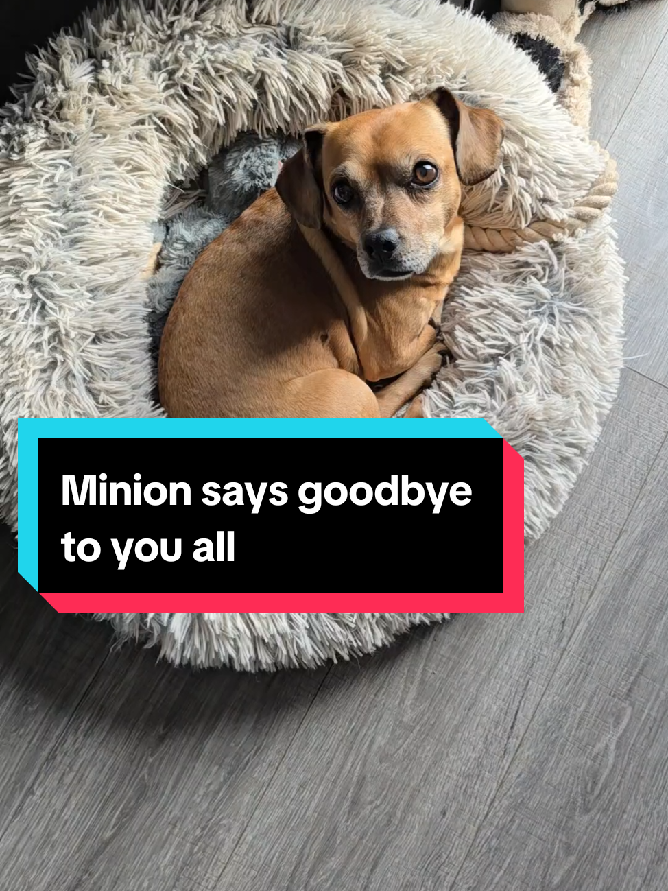 Final goodbye from Minion. thanks for watching his videos. Will see some of you over on YT Shorts 🥰 